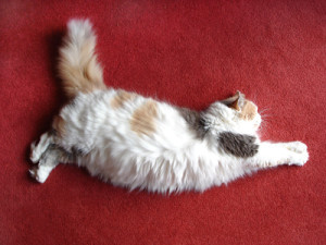 Sarasota Carpet Cleaning | Safe for Pets & Children
