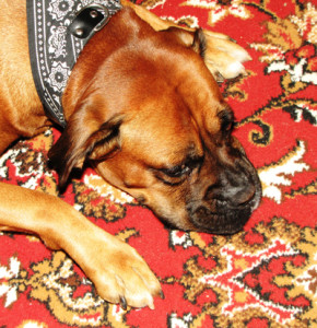 Sarasota Carpet Cleaning | Safe for Pets & Children